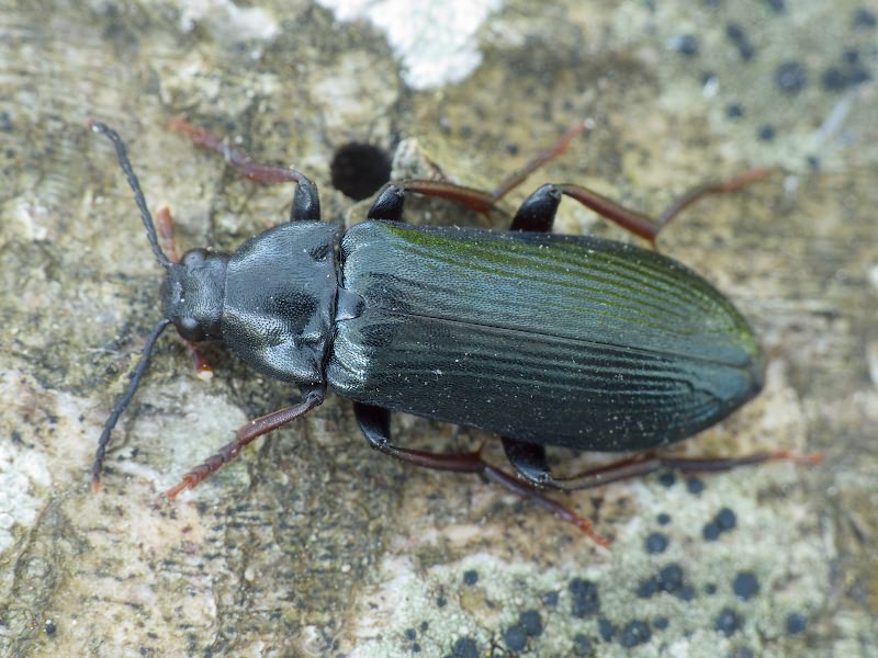 Melandrya caraboides (Linnaeus, 1760)